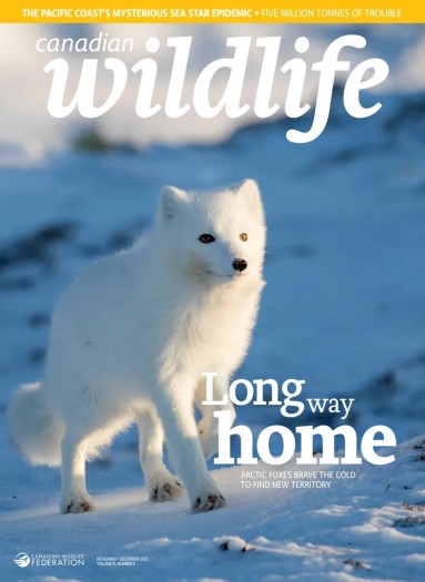 Canadian Wildlife - November 2025
