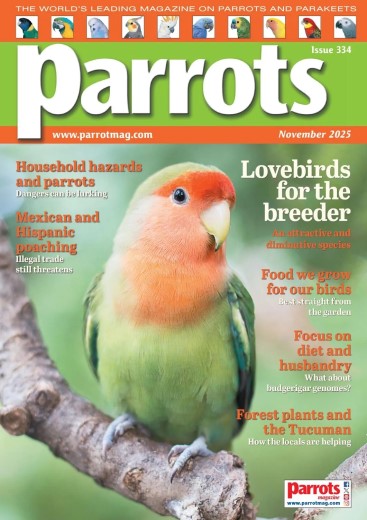 Parrots - November 2025