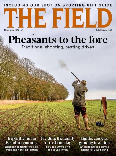 The Field - November 2025